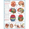 Eurographics Puzzle 1000 piese The Brain